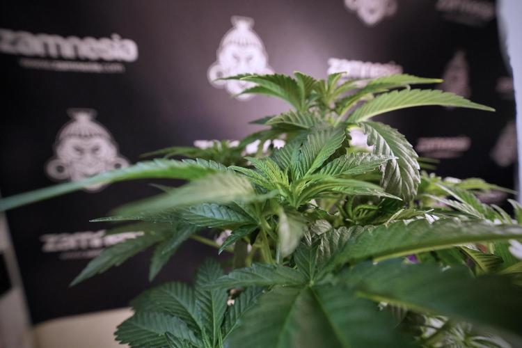 TicaL X Zamnesia-NectarDrip pack#268/750. Week 7 - Nectar Drip 12/12 from seed