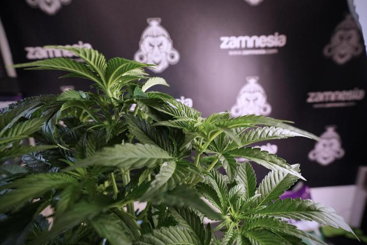 TicaL X Zamnesia-NectarDrip pack#268/750. Week 7 - Nectar Drip 12/12 from seed