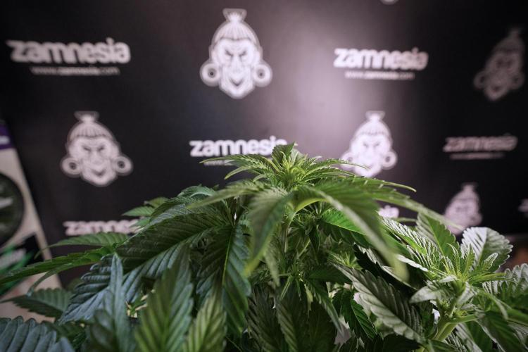 TicaL X Zamnesia-NectarDrip pack#268/750. Week 7 - Nectar Drip 12/12 from seed