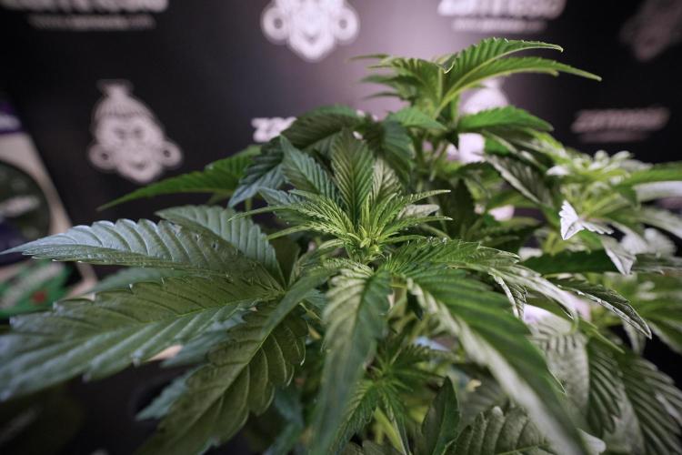 TicaL X Zamnesia-NectarDrip pack#268/750. Week 7 - Nectar Drip 12/12 from seed