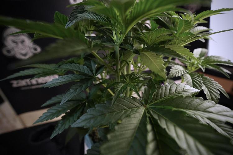 TicaL X Zamnesia-NectarDrip pack#268/750. Week 7 - Nectar Drip 12/12 from seed