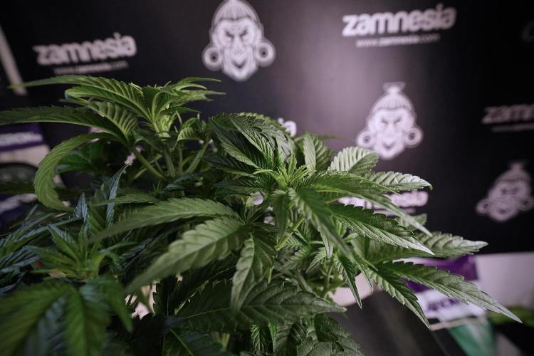 TicaL X Zamnesia-NectarDrip pack#268/750. Week 7 - Nectar Drip 12/12 from seed