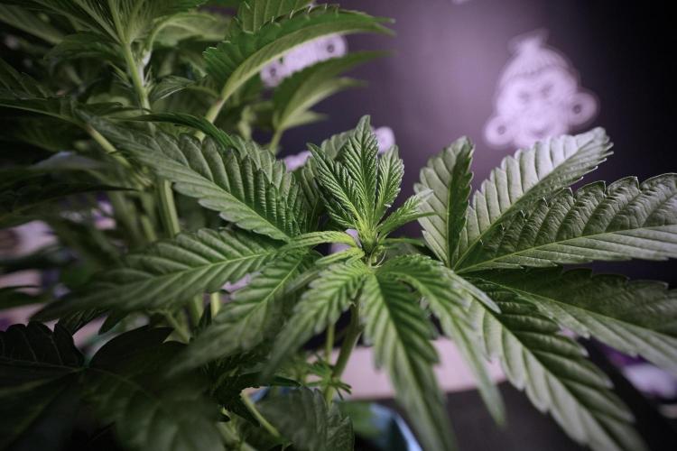 TicaL X Zamnesia-NectarDrip pack#268/750. Week 7 - Nectar Drip 12/12 from seed