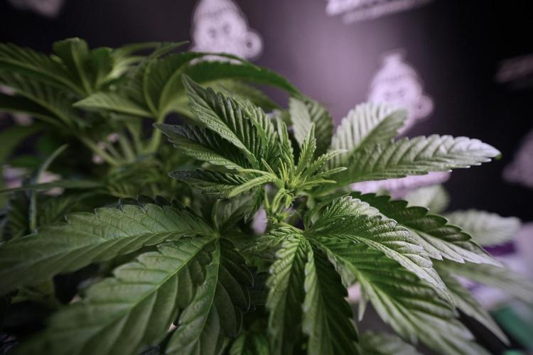 TicaL X Zamnesia-NectarDrip pack#268/750. Week 7 - Nectar Drip 12/12 from seed