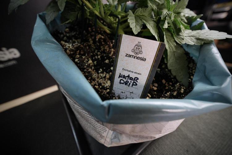 TicaL X Zamnesia-NectarDrip pack#268/750. Week 7 - Nectar Drip 12/12 from seed