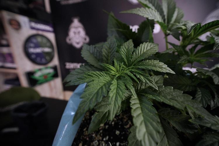 TicaL X Zamnesia-NectarDrip pack#268/750. Week 7 - Nectar Drip 12/12 from seed