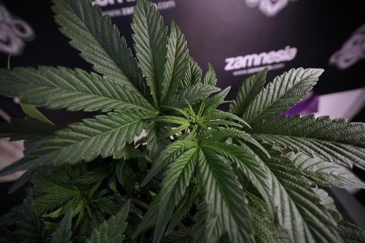 TicaL X Zamnesia-NectarDrip pack#268/750. Week 7 - Nectar Drip 12/12 from seed