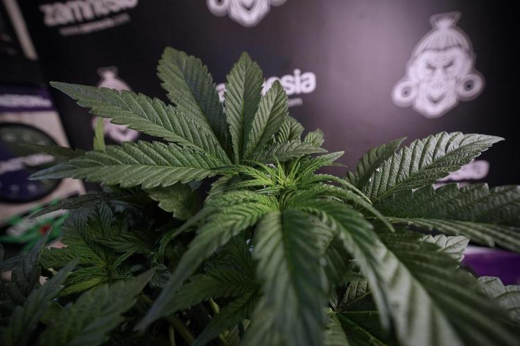 TicaL X Zamnesia-NectarDrip pack#268/750. Week 7 - Nectar Drip 12/12 from seed