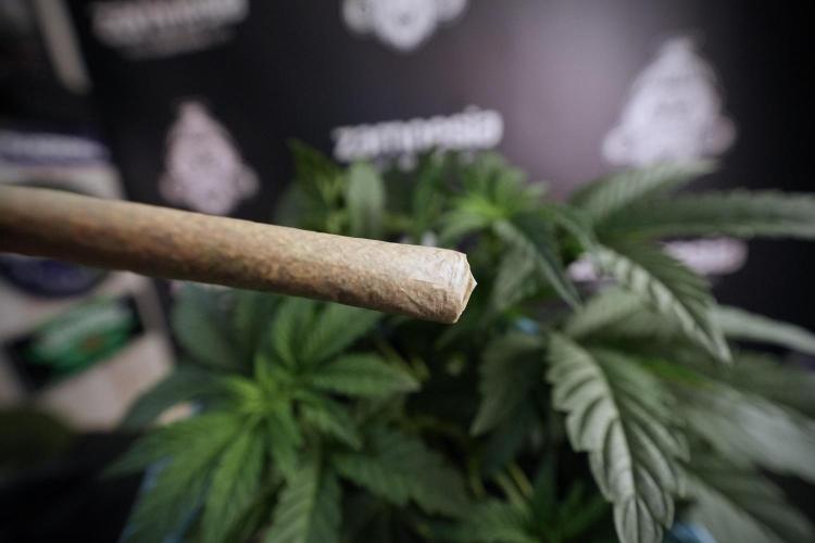 TicaL X Zamnesia-NectarDrip pack#268/750. Week 7 - Nectar Drip 12/12 from seed