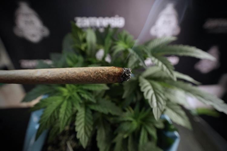 TicaL X Zamnesia-NectarDrip pack#268/750. Week 7 - Nectar Drip 12/12 from seed