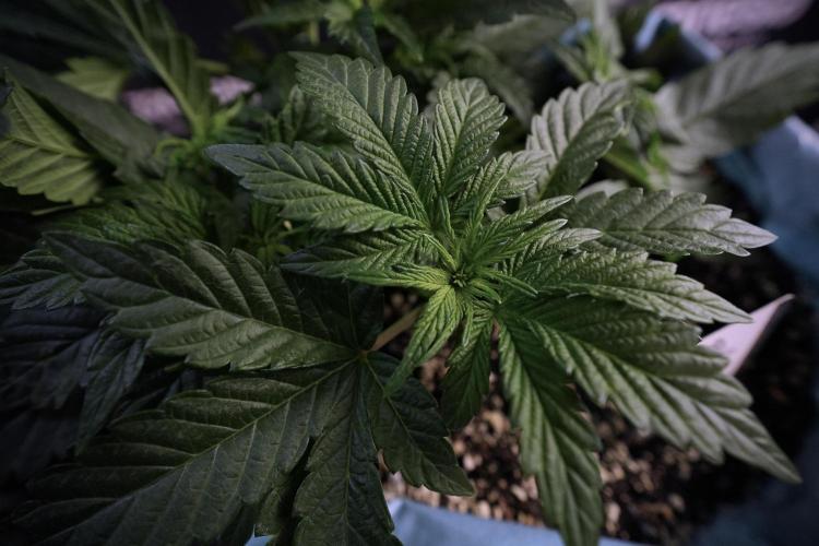 TicaL X Zamnesia-NectarDrip pack#268/750. Week 7 - Nectar Drip 12/12 from seed