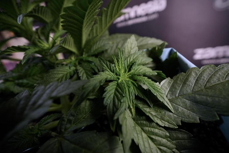 TicaL X Zamnesia-NectarDrip pack#268/750. Week 7 - Nectar Drip 12/12 from seed