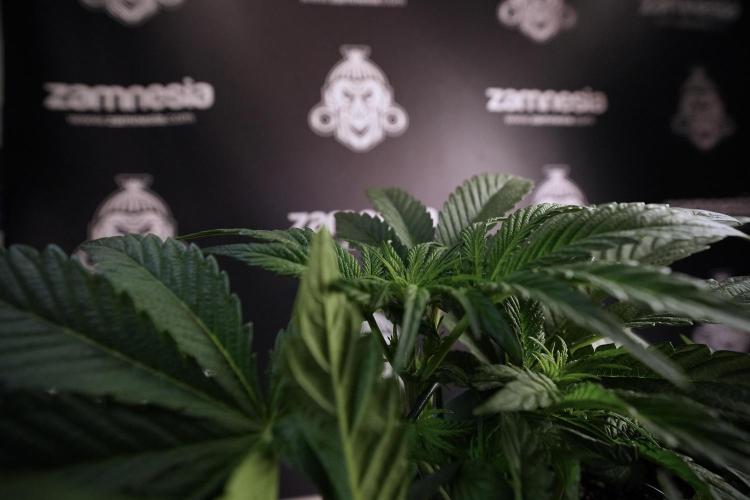 TicaL X Zamnesia-NectarDrip pack#268/750. Week 7 - Nectar Drip 12/12 from seed