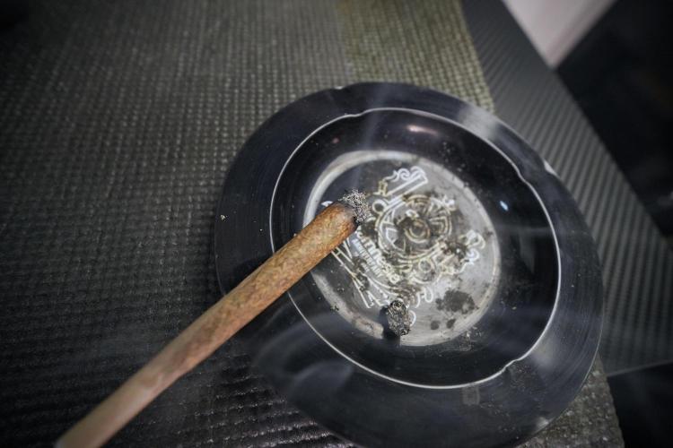 TicaL X Zamnesia-NectarDrip pack#268/750. Week 7 - Nectar Drip 12/12 from seed