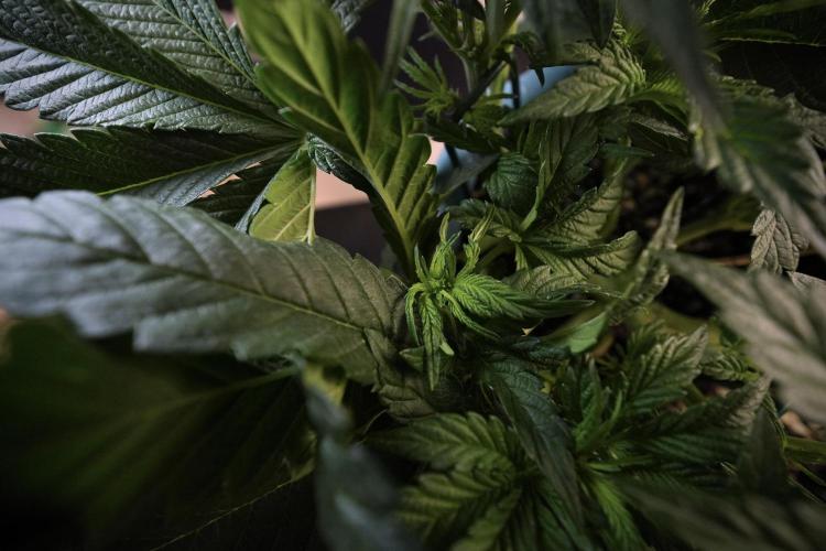 TicaL X Zamnesia-NectarDrip pack#268/750. Week 7 - Nectar Drip 12/12 from seed