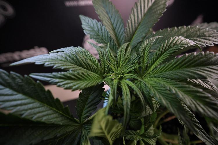 TicaL X Zamnesia-NectarDrip pack#268/750. Week 7 - Nectar Drip 12/12 from seed