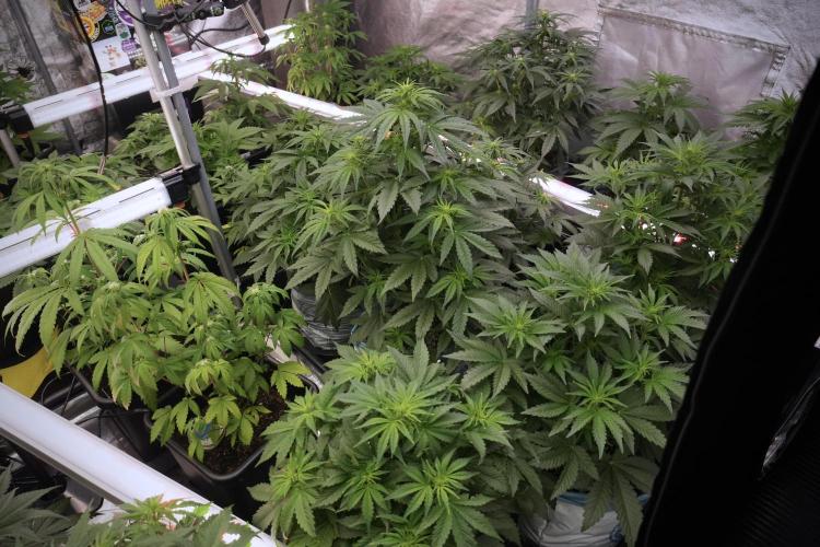 TicaL X Zamnesia-NectarDrip pack#268/750. Week 7 - Room views 