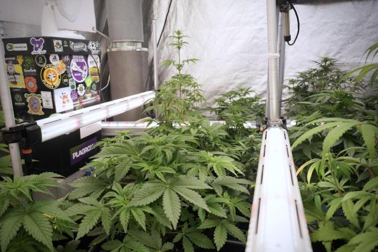 TicaL X Zamnesia-NectarDrip pack#268/750. Week 7 - Room views 