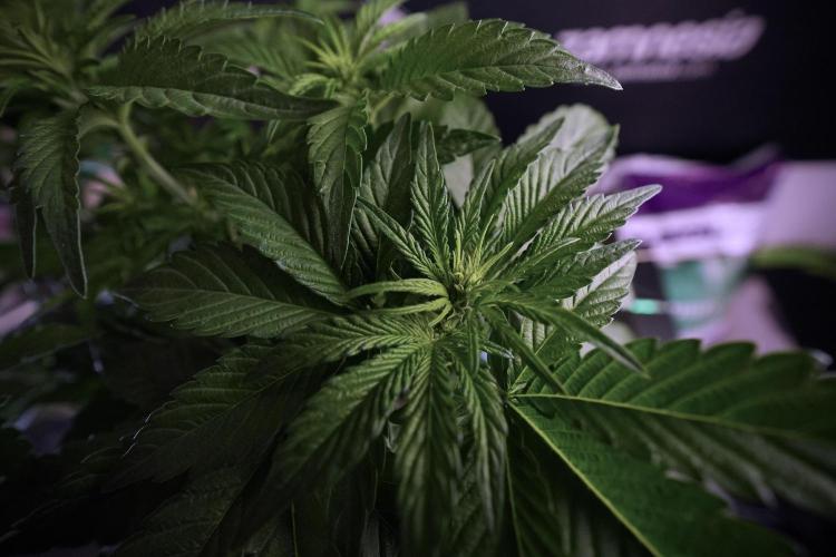 TicaL X Zamnesia-NectarDrip pack#268/750. Week 7 - Nectar Drip 12/12 from seed