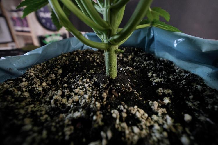 TicaL X Zamnesia-NectarDrip pack#268/750. Week 7 - Nectar Drip 12/12 from seed