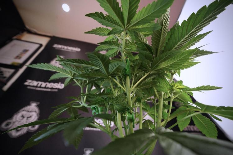 TicaL X Zamnesia-NectarDrip pack#268/750. Week 7 - Nectar Drip 12/12 from seed