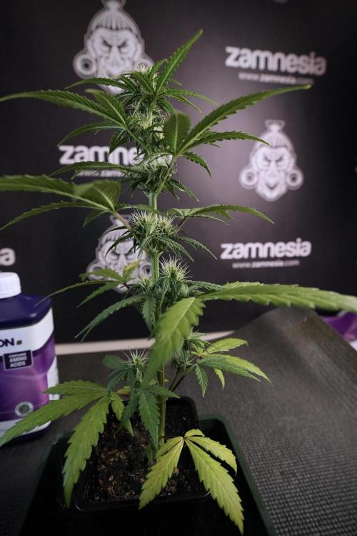 TicaL X Zamnesia-NectarDrip pack#268/750. Week 7 - side project 12/12 from seed