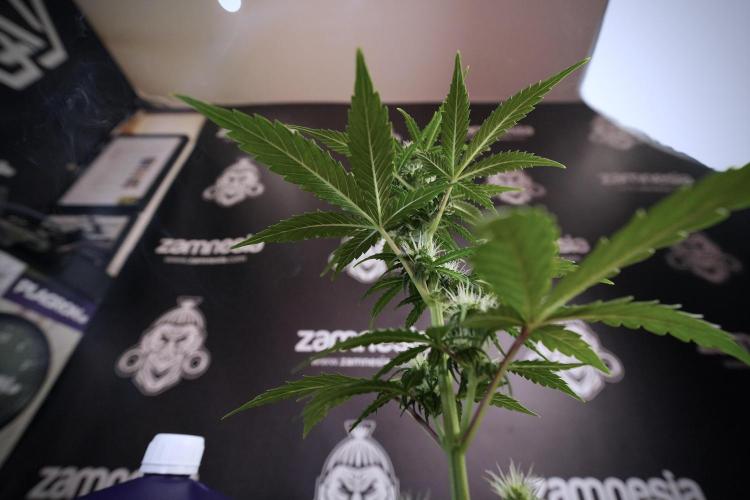 TicaL X Zamnesia-NectarDrip pack#268/750. Week 7 - side project 12/12 from seed