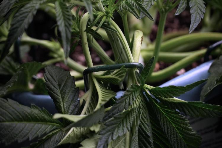 TicaL X Zamnesia-NectarDrip pack#268/750. Week 7 - Nectar Drip 12/12 from seed metal trainings 