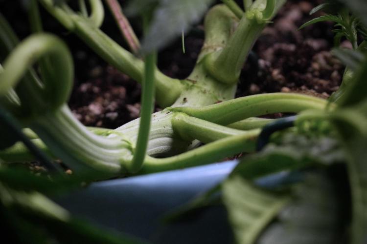 TicaL X Zamnesia-NectarDrip pack#268/750. Week 7 - Nectar Drip 12/12 from seed metal trainings 