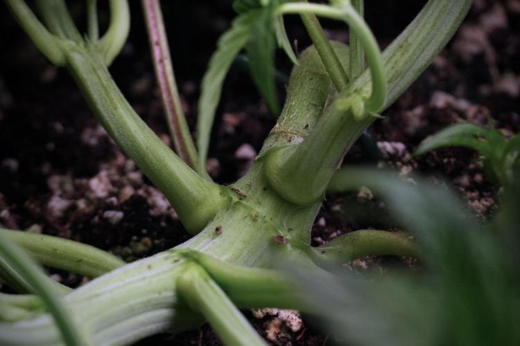 TicaL X Zamnesia-NectarDrip pack#268/750. Week 7 - Nectar Drip 12/12 from seed metal trainings 