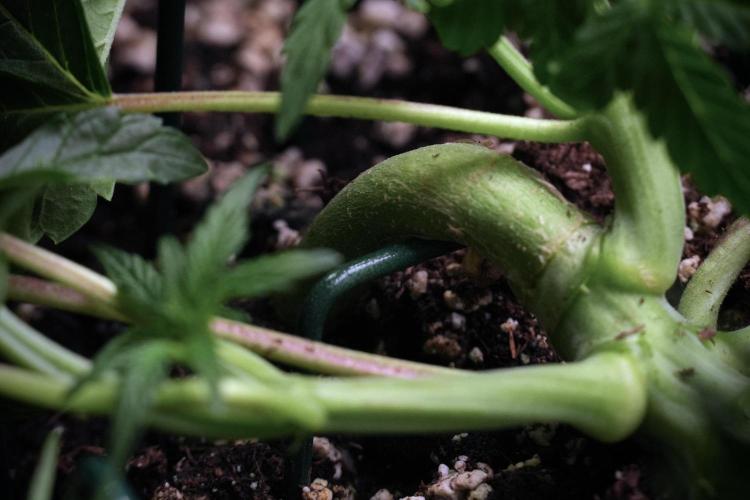 TicaL X Zamnesia-NectarDrip pack#268/750. Week 7 - Nectar Drip 12/12 from seed metal trainings 