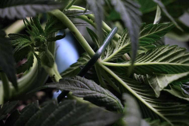 TicaL X Zamnesia-NectarDrip pack#268/750. Week 7 - Nectar Drip 12/12 from seed metal trainings 