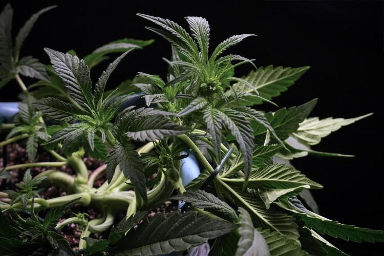 TicaL X Zamnesia-NectarDrip pack#268/750. Week 7 - Nectar Drip 12/12 from seed metal trainings 