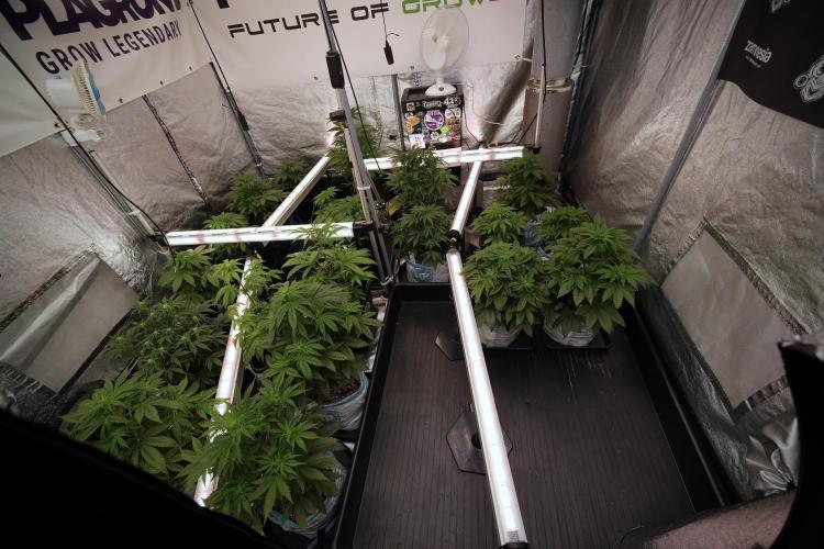 TicaL X Zamnesia-NectarDrip pack#268/750. Week 7 - Room