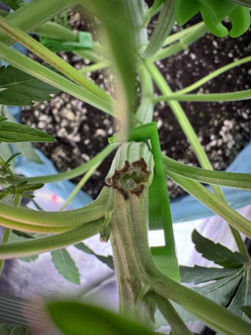 TicaL X Zamnesia-NectarDrip pack#268/750. Week 7 - ups 