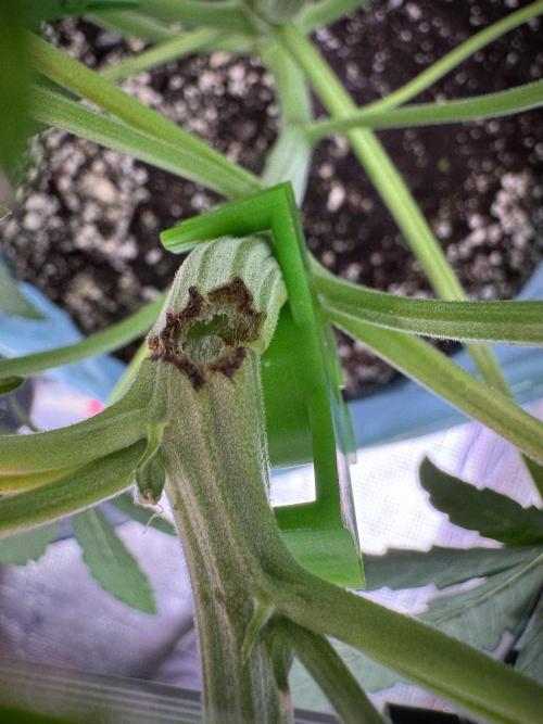 TicaL X Zamnesia-NectarDrip pack#268/750. Week 7 - ups 