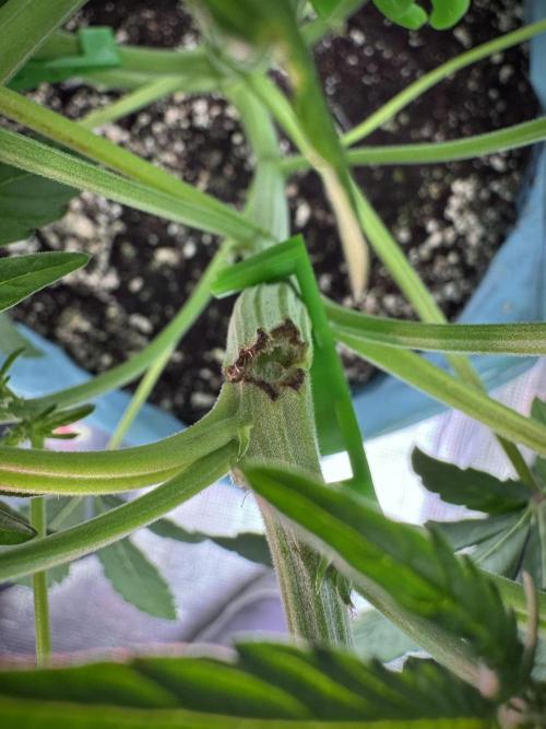 TicaL X Zamnesia-NectarDrip pack#268/750. Week 7 - ups 