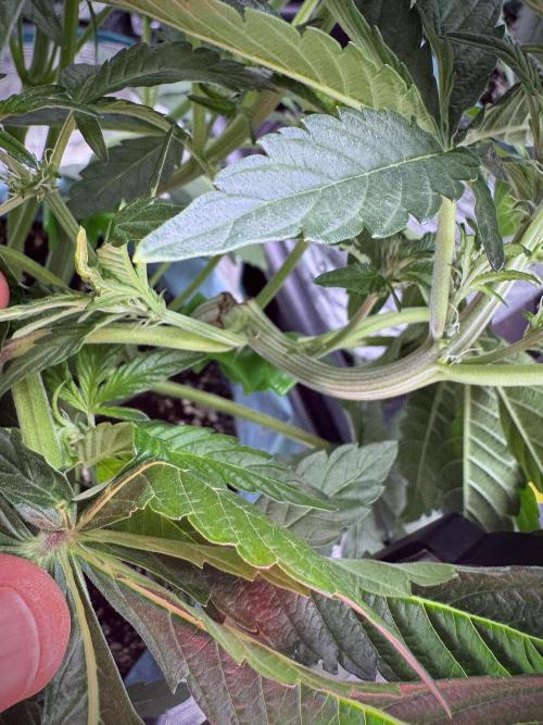 TicaL X Zamnesia-NectarDrip pack#268/750. Week 7 - ups 