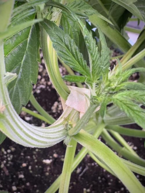 TicaL X Zamnesia-NectarDrip pack#268/750. Week 7 - all good