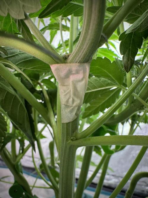 TicaL X Zamnesia-NectarDrip pack#268/750. Week 7 - all good