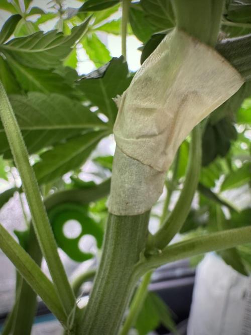 TicaL X Zamnesia-NectarDrip pack#268/750. Week 7 - all good