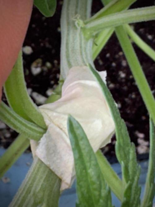 TicaL X Zamnesia-NectarDrip pack#268/750. Week 7 - all good