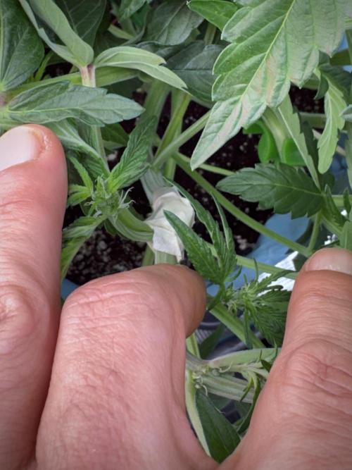 TicaL X Zamnesia-NectarDrip pack#268/750. Week 7 - all good