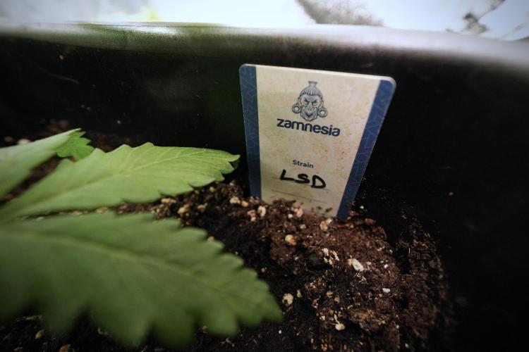 LSD Zamnesia Trippping. Week 6 - Room