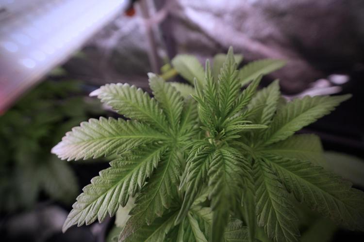 LSD Zamnesia Trippping. Week 6 - LSD 12/12 From seed