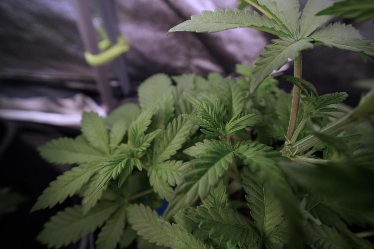 LSD Zamnesia Trippping. Week 6 - LSD 12/12 From seed