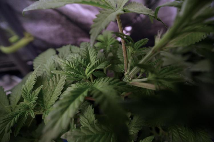 LSD Zamnesia Trippping. Week 6 - LSD 12/12 From seed