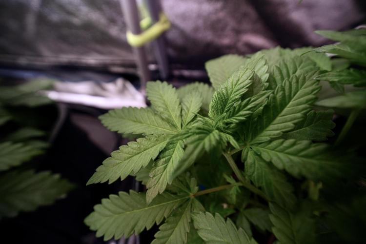 LSD Zamnesia Trippping. Week 6 - LSD 12/12 From seed