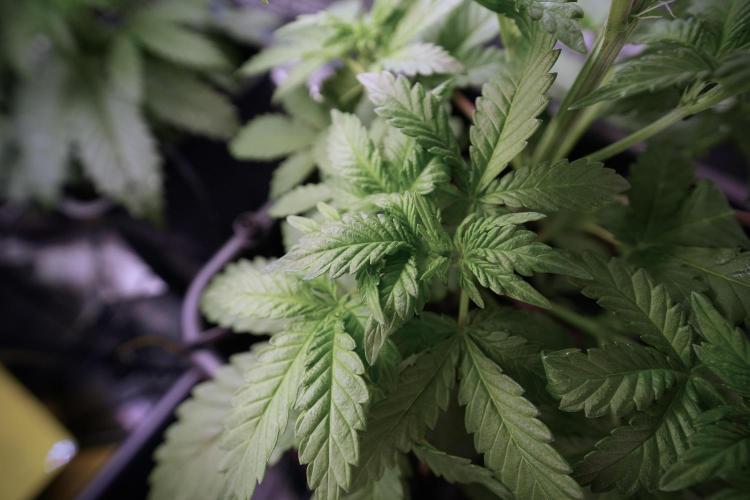 LSD Zamnesia Trippping. Week 6 - LSD 12/12 From seed