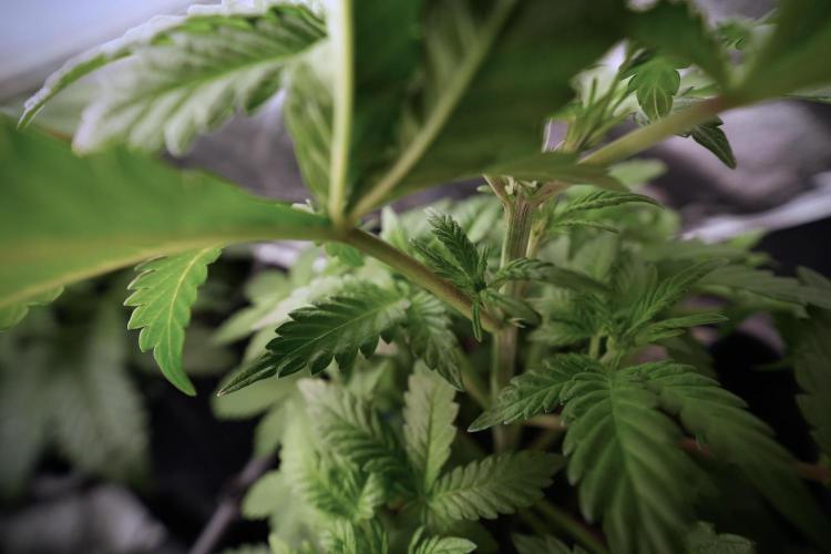 LSD Zamnesia Trippping. Week 6 - LSD 12/12 From seed